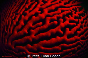 Patterns of a Sinuous  Sea Fan by Peet J Van Eeden 